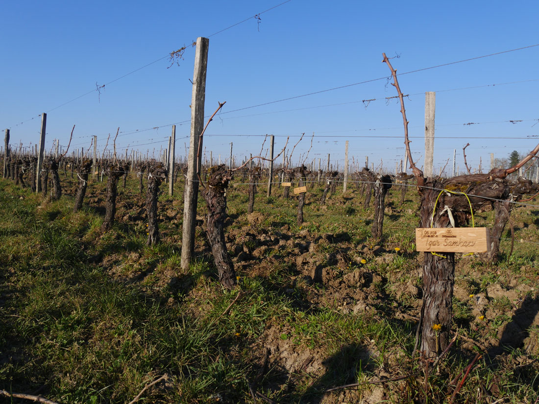 Виноградник на урожай